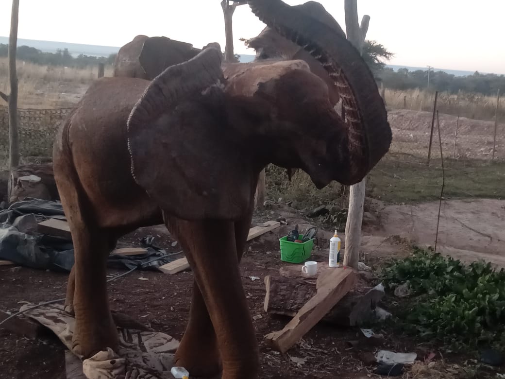 Wooden Wonders - Carved from Ironwood by Killian Torovasei | Zimbabwe
