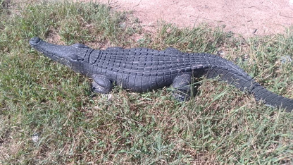 Crocodile on the Prowl - Stone Sculpture Made of Springstone by Gerald Runyanga | Zimbabwe