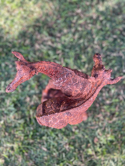 Giraffe Lovers - Wooden Sculpture Made of Buffalo Thorn Tree by Ntokozo Patson Sibanda | Zimbabwe